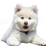 Dog Isolated Animal · Free photo on Pixabay