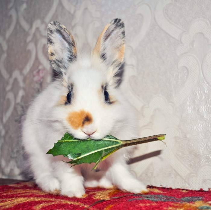 A Small Rabbit Free Stock Photo - Public Domain Pictures A Small Rabbit Free Stock Photo - Public Domain Pictures
